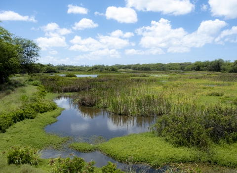 The wetlands of the Pearl Harbor National Wildlife Refuge viewed from the overlook. Lush, dense, green foliage cover the wetlands. 