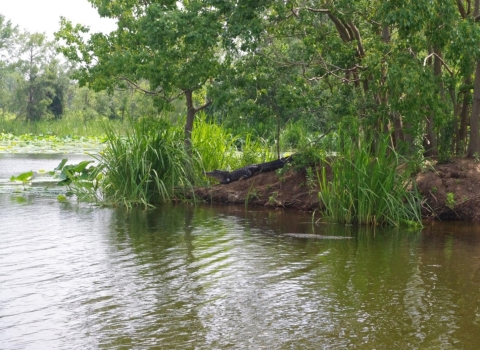 an alligator rests on the banks of a river