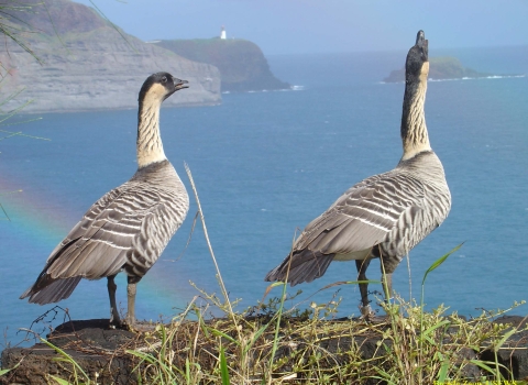 Two nene at Kilauea Point National Wildlife Refuge