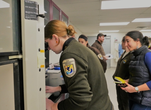 Woman in usfws uniform looks through microscope