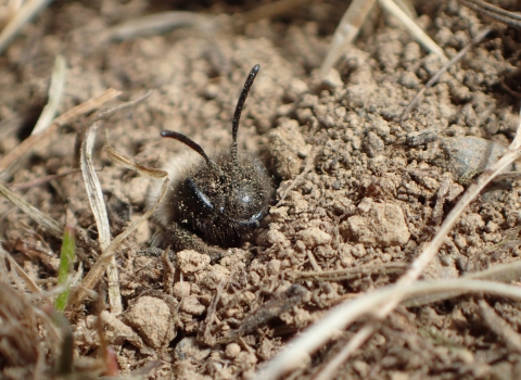 a bee's head coming out of the dirt