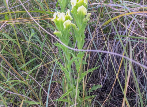 Four long leafed stalks topped with yellow to white tipped leaves in the foreground with green and grey grass in the background