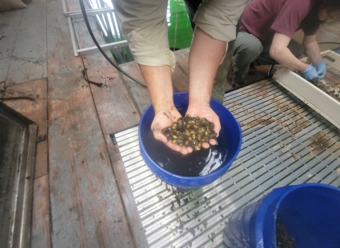 2023 Dale Hollow Mussel inventory, collecting round hickorynut cages
