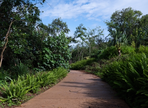 A paved trail is surrounded by a variety of green plants and trees on either side. It is partially cloudy with blue skys. 