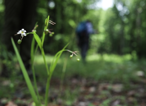 Plant with a small white flower in the foreground, person in the background