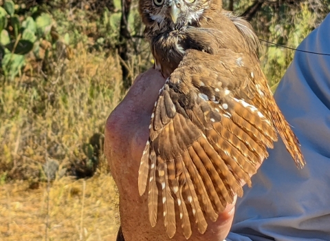 Close up of a small tawny owl being held in a man's hand. Cacti and trees in the background.