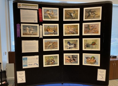 Duck Stamp Art Entries on Exhibit from the 2022 Federal Duck Stamp Contest