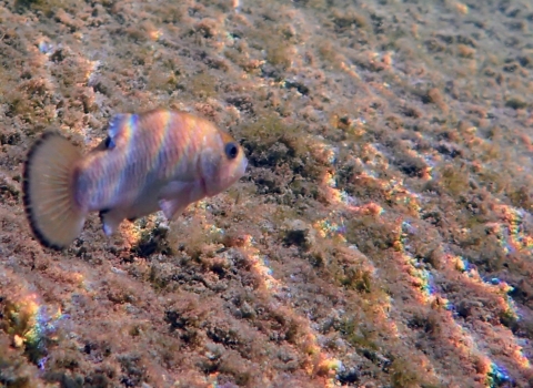 Single fish underwater. Black band on fin.