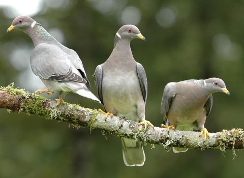 Three band-tailed pigeons on a branch