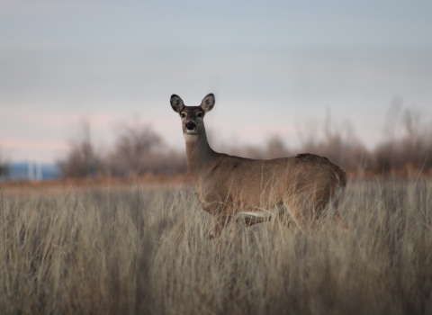 White-tailed deer