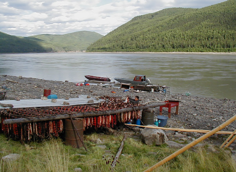 Fish camp along the banks of a river with forest covered hills in the background and large drying racks on the shoreline filled with processed salmon. 