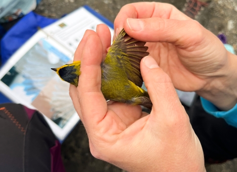 hands holding a small yellow bird with its wing out