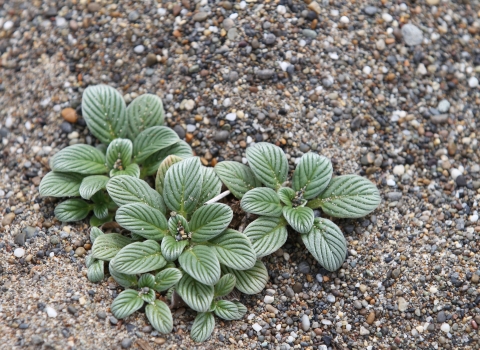 low growing green plant without flowers, growing in sandy soil