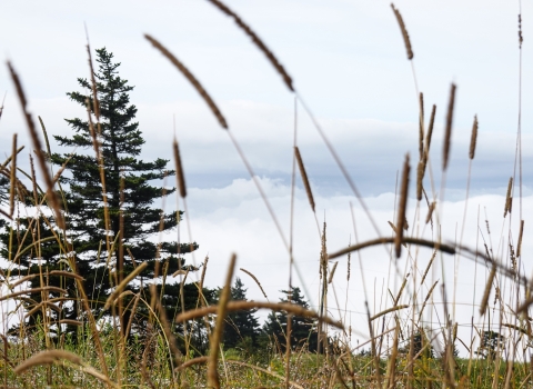 Grasses with tall seed heads and conifer trees in the distance