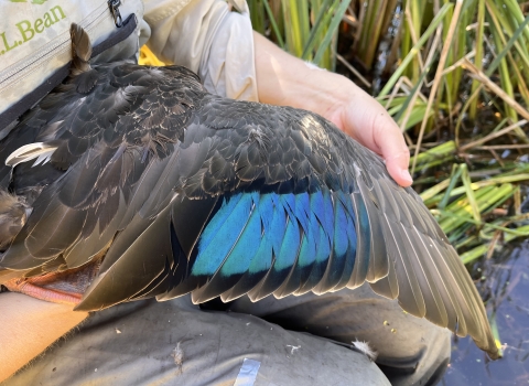 biologist holds a wing of a black duck