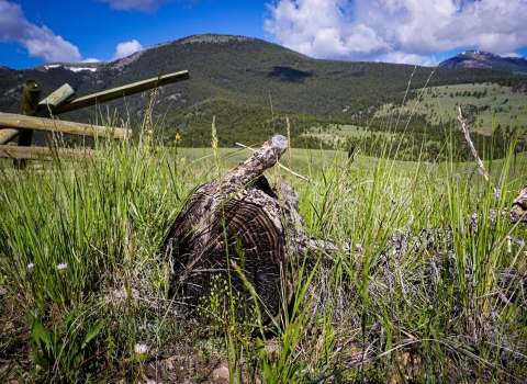 old sawed log surrounded by grass on a sunny day