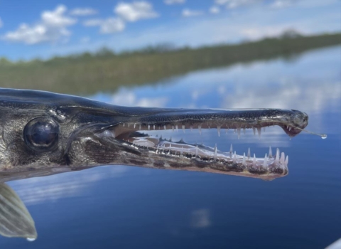 FL Gar Captured at A.R.M. Loxahatchee NWR