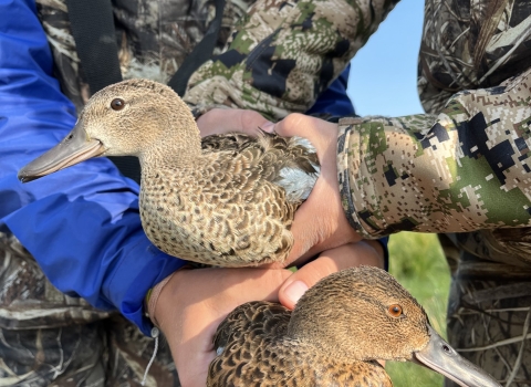 biologists holding 2 ducks next to each other