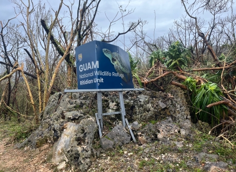 Damage from Typhoon Mawar at the Ritidian Unit of the Guam National Wildlife Refuge