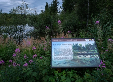 An interpretive sign depicting Cripple Creek and its history, in front of the Chena River and fireweed stems.