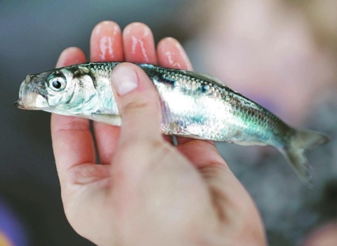 a shiny fish in someone's hand