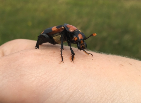 A large, black beetle with big orange markings and orange-tipped antennas crawls on a human hand.