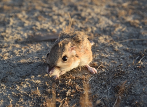 a front shot of a tan colored tipton kangaroo rat on the ground lit by a sunrise