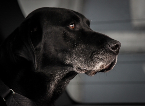 Close up of a black dog with a background out of focus. Dog is looking to the side with a black collar on. The dog has a white outline of hair around his upper lips that extend slightly down his neck. 