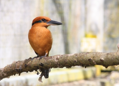 An orange bird with a black stripe across its eye and a long black beak sits on a branch