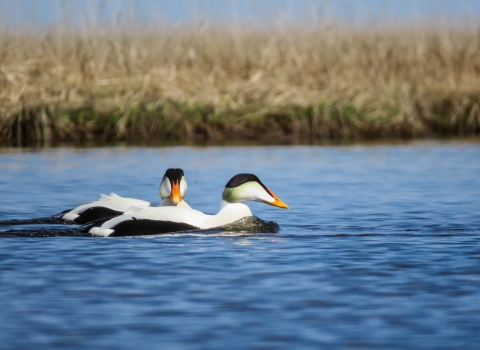 Male common eiders in the water at Yukon Delta National Wildlife Refuge in Alaska