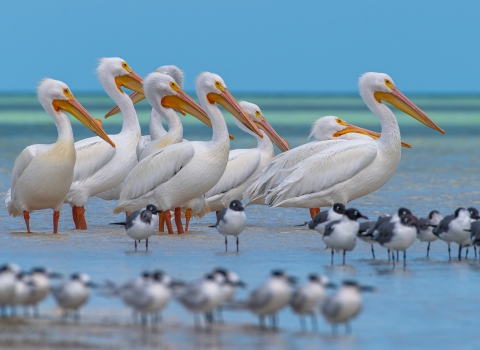 American white pelicans in Mexico