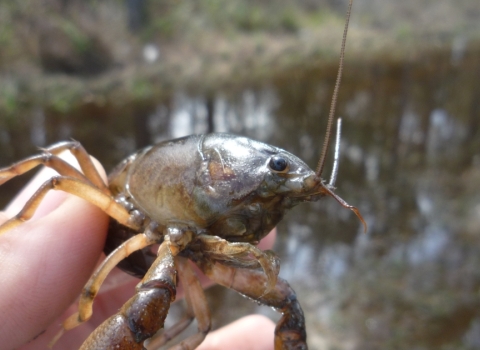 Panama City crayfish