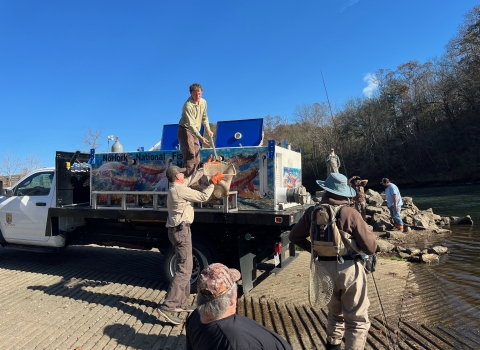 Stocking big fish in the North Fork River