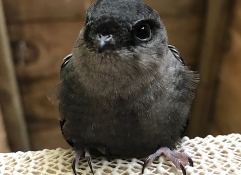 chimney swift