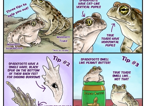 a four panel comic describing three tips to tell spadefoots and true toads apart. spadefoots have vertical pupils, hard black spades on their hind feet, and smell like peanut butter. true toads have horizontal pupils, no large black spur, and don't smell like peanut butter.