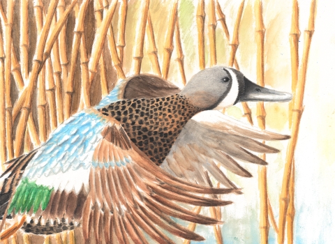 Painting of a blue-winged teal