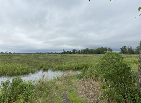 Tall green salt marsh grasses cover a level area, with a narrow channel filled with water in the foreground and a gray, cloudy sky above