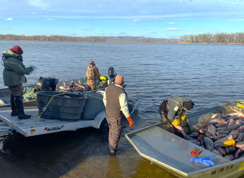 Biologists load boat full of invasive carp onto trailer.