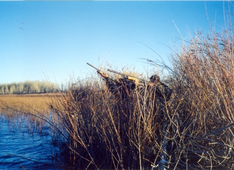 Three people with shotguns stand behind, and are mostly hidden by, tall brown vegetation at the edge of blue water.