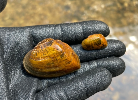 A biologist holds two snuffbox mussels in a gloved hand