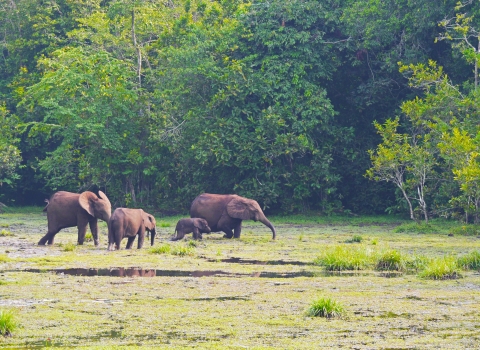 African elephants roam a wetland in Africa.