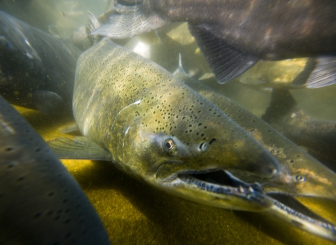 Tule Fall Chinook salmon