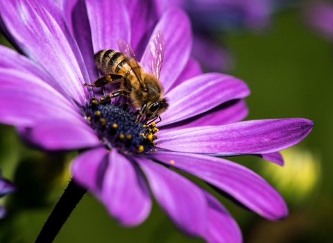 Mason bee on purple coneflower
