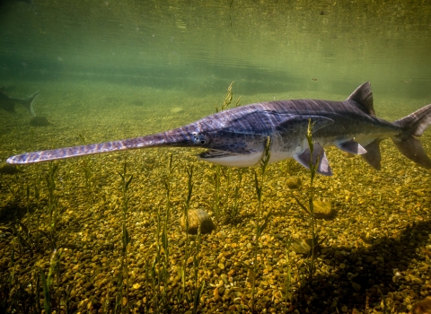 American paddlefish swimming