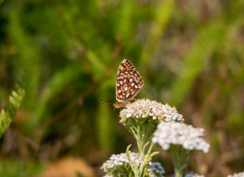 A small orange and white-spotted butterfly perches on a white flower with greenery in the background.
