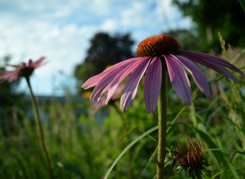 a purple flower with an orance center