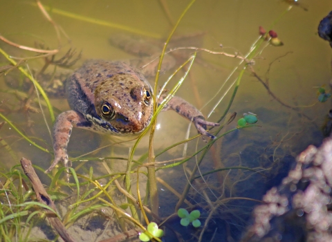 A red frog floating in a pond