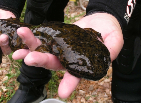 A biologist holds an Ozark hellbender