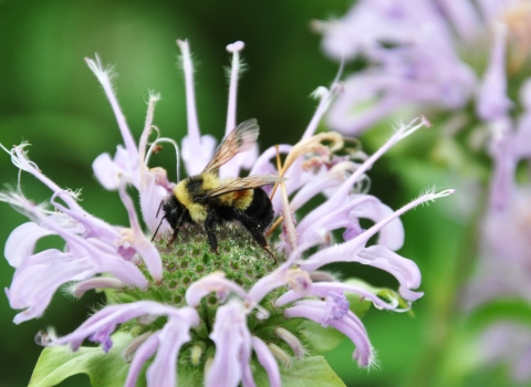 A rusty patched bumble bee visits a wild bergamot flower