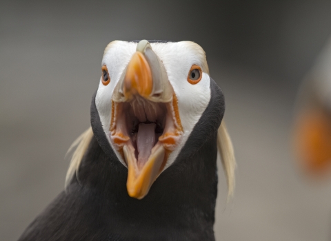 A black seabird with a white face, yellow feather tufts, an orange bill and eye rings calls toward the camera, exposing its pink mouth
